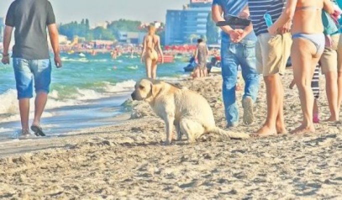 Turiştii îşi duc câinii să-şi facă nevoile pe plaja din Mamaia